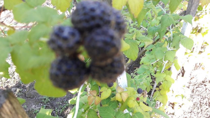  - Primavara 2017 flori si gradina