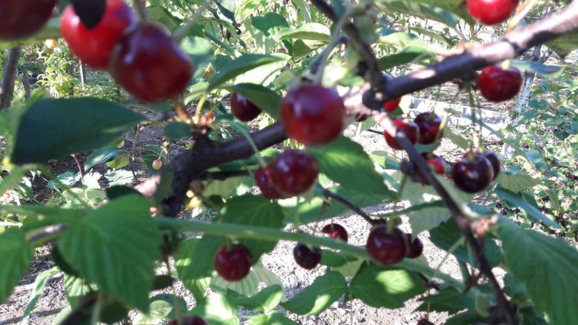  - Primavara 2017 flori si gradina