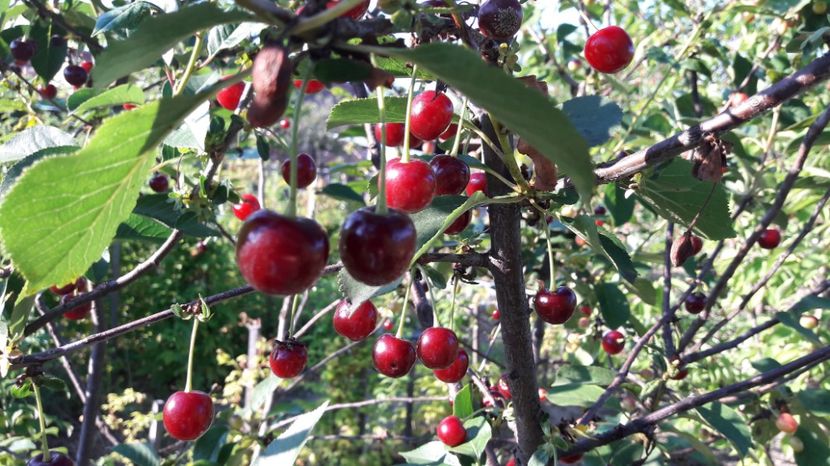  - Primavara 2017 flori si gradina