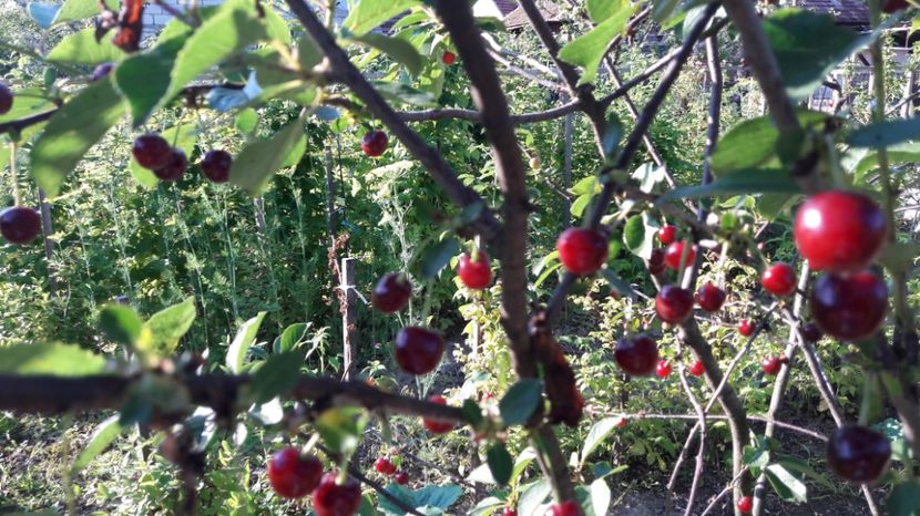  - Primavara 2017 flori si gradina