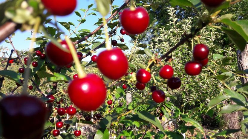  - Primavara 2017 flori si gradina