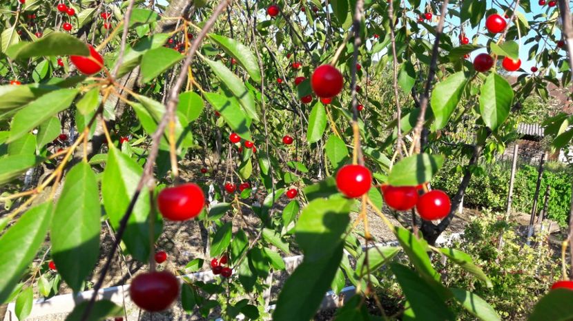  - Primavara 2017 flori si gradina