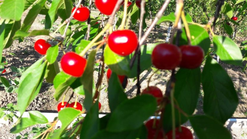  - Primavara 2017 flori si gradina