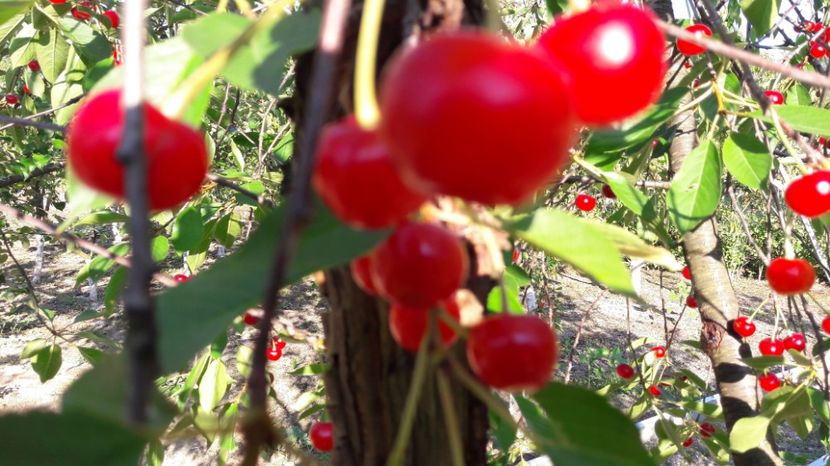  - Primavara 2017 flori si gradina