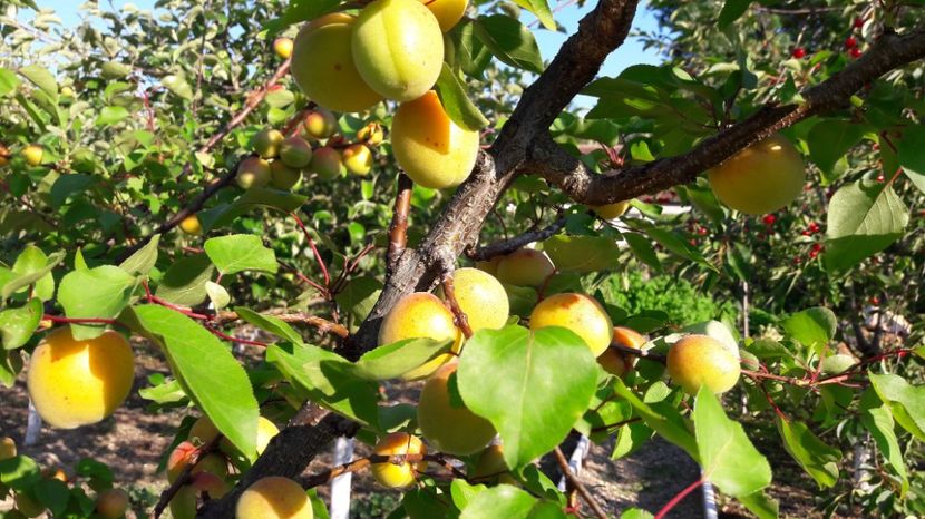  - Primavara 2017 flori si gradina