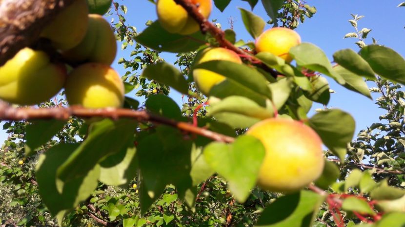  - Primavara 2017 flori si gradina