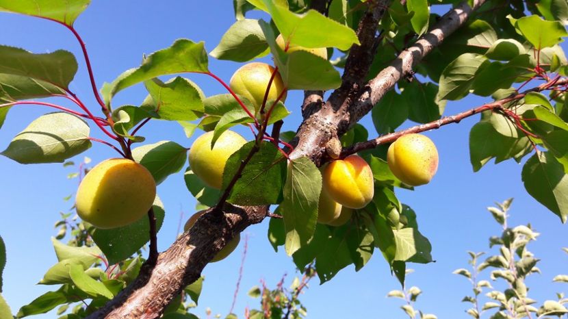  - Primavara 2017 flori si gradina
