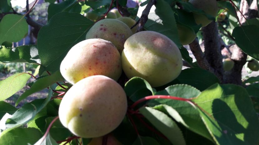  - Primavara 2017 flori si gradina