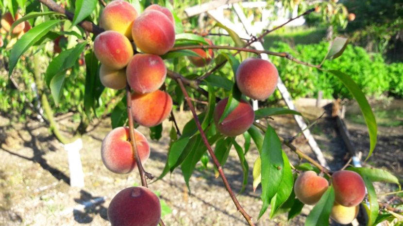  - Primavara 2017 flori si gradina