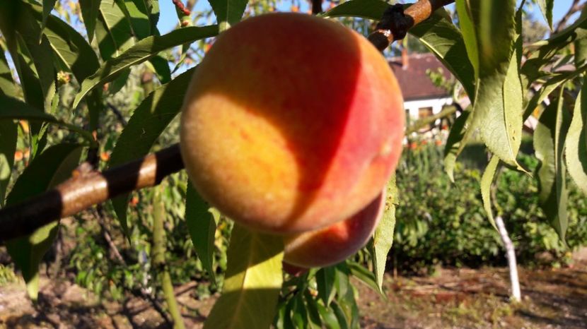  - Primavara 2017 flori si gradina