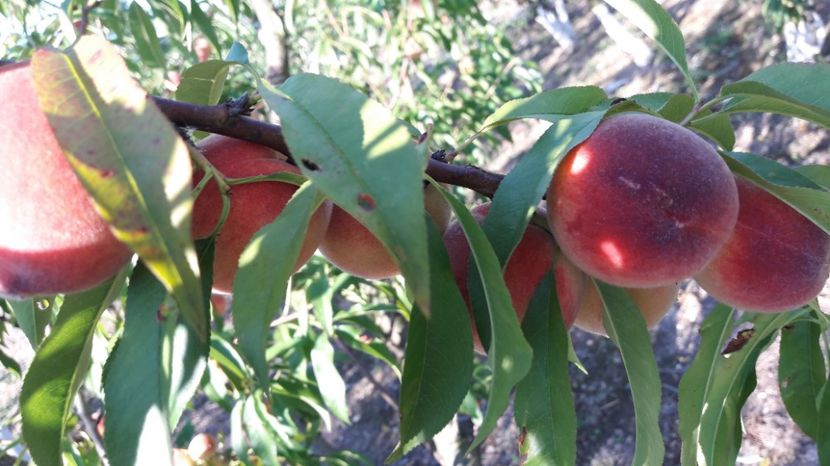  - Primavara 2017 flori si gradina