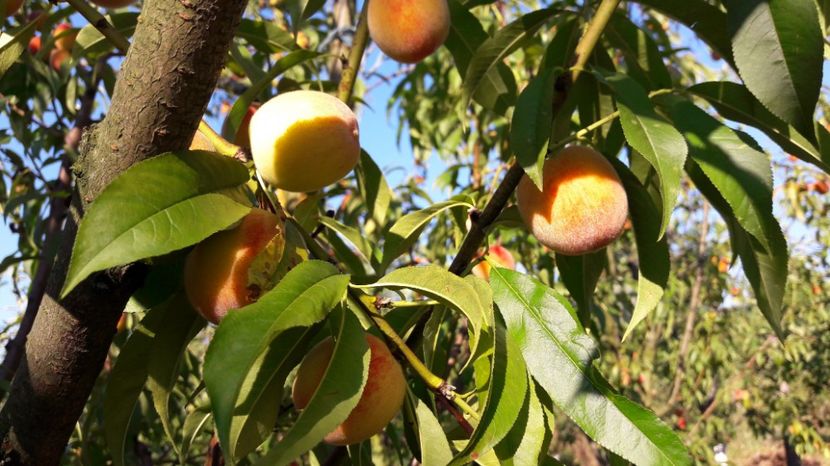  - Primavara 2017 flori si gradina