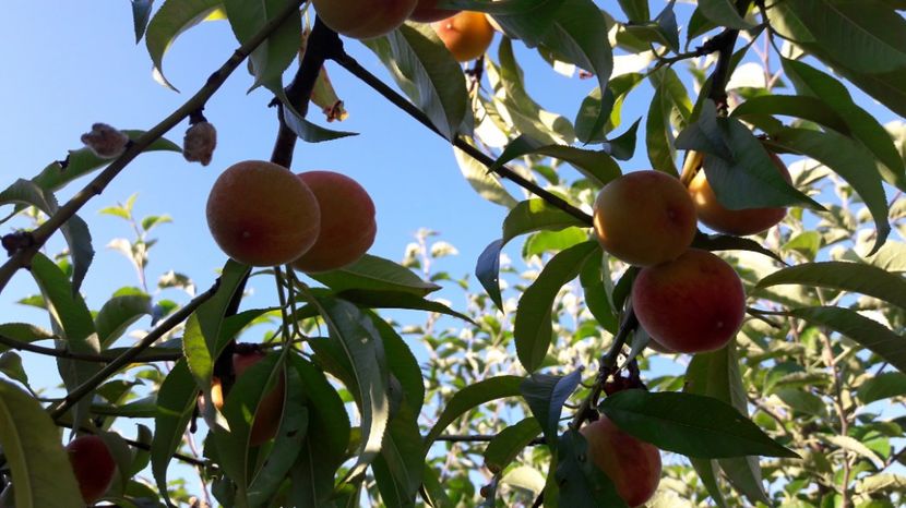  - Primavara 2017 flori si gradina