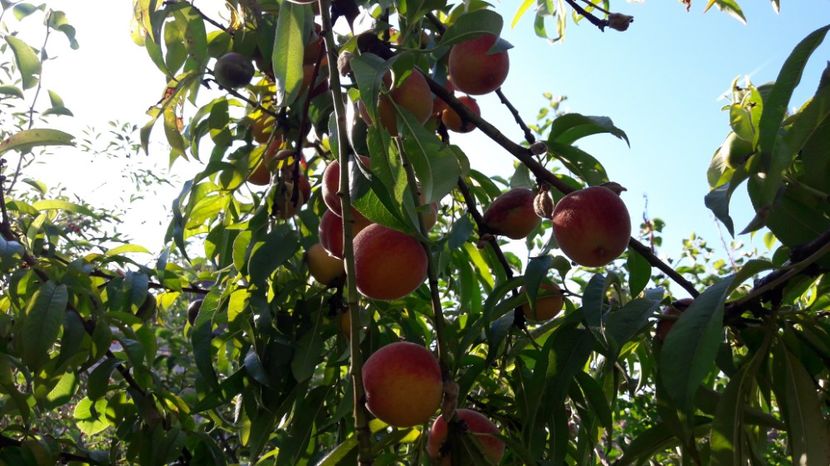  - Primavara 2017 flori si gradina