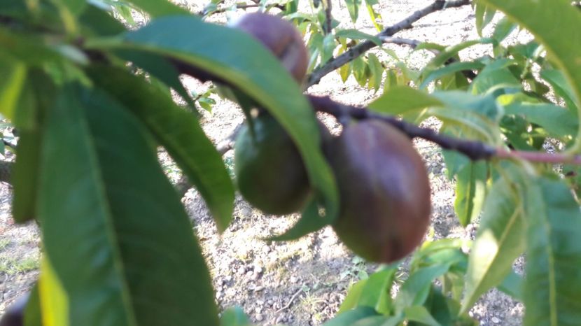  - Primavara 2017 flori si gradina