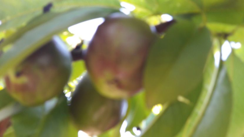  - Primavara 2017 flori si gradina