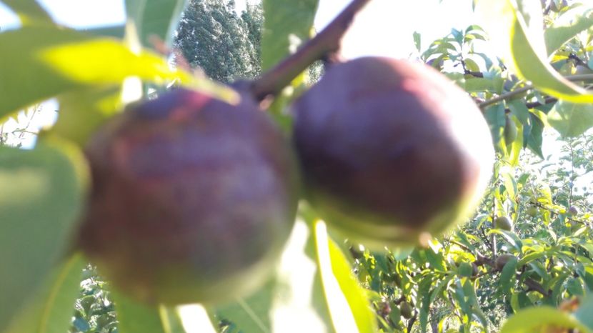  - Primavara 2017 flori si gradina