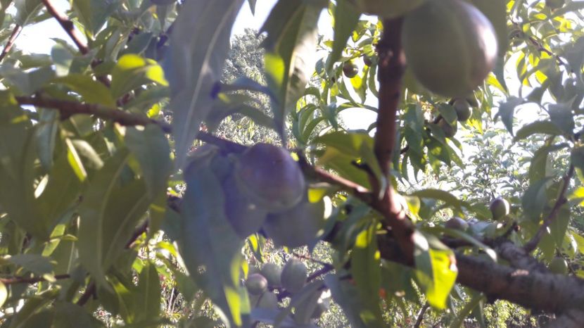  - Primavara 2017 flori si gradina