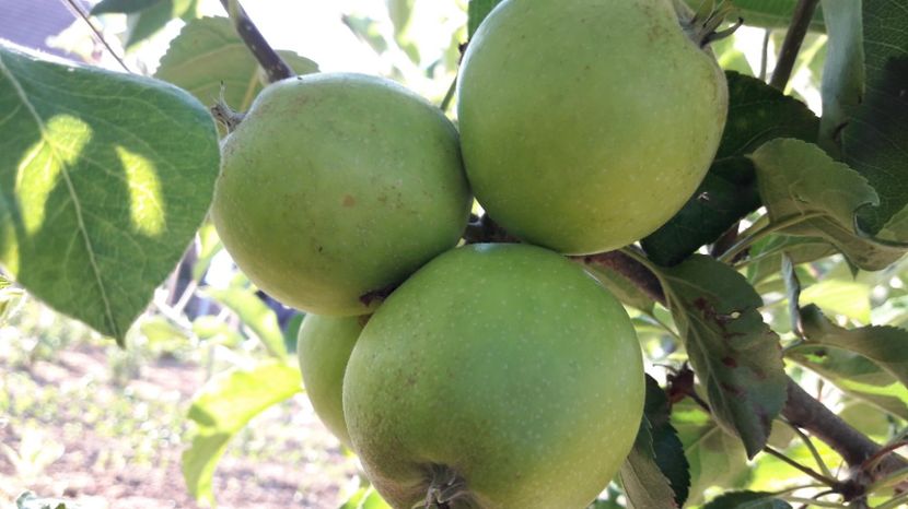  - Primavara 2017 flori si gradina