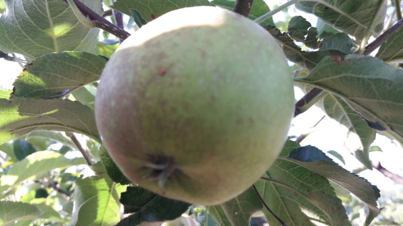  - Primavara 2017 flori si gradina