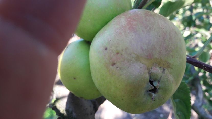  - Primavara 2017 flori si gradina