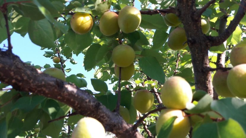  - Primavara 2017 flori si gradina