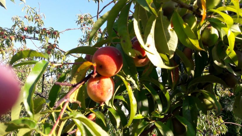  - Primavara 2017 flori si gradina