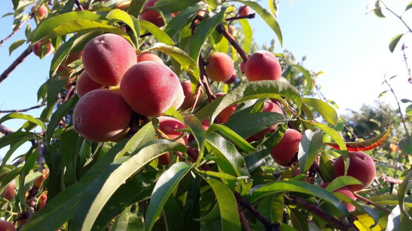  - Primavara 2017 flori si gradina