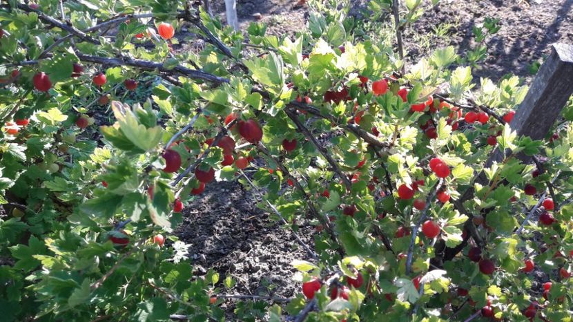  - Primavara 2017 flori si gradina