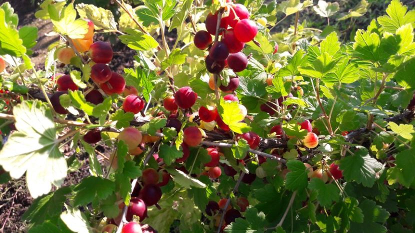  - Primavara 2017 flori si gradina