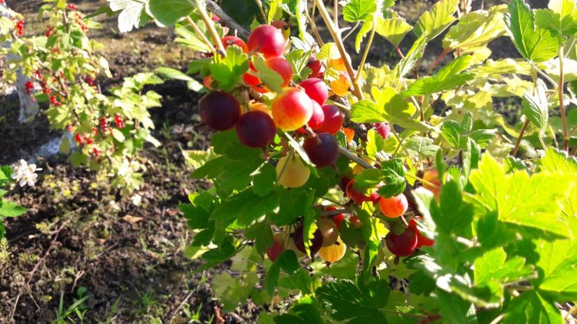  - Primavara 2017 flori si gradina