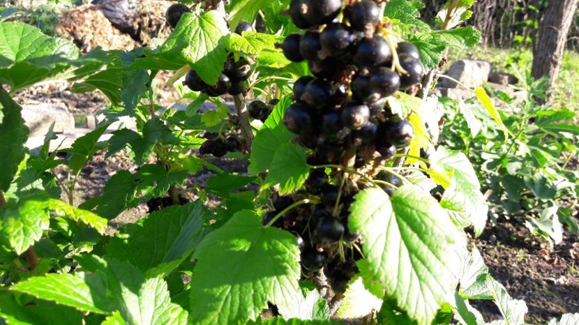  - Primavara 2017 flori si gradina