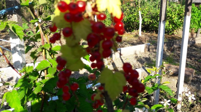  - Primavara 2017 flori si gradina