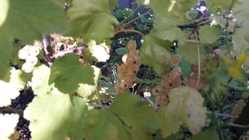  - Primavara 2017 flori si gradina