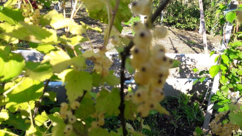  - Primavara 2017 flori si gradina