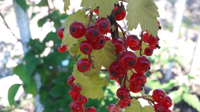  - Primavara 2017 flori si gradina