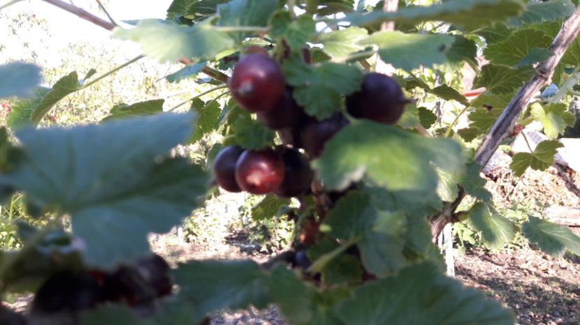  - Primavara 2017 flori si gradina