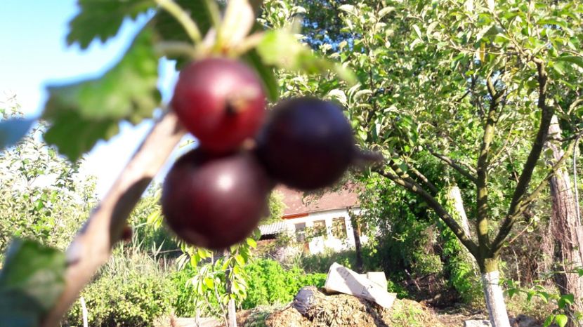  - Primavara 2017 flori si gradina