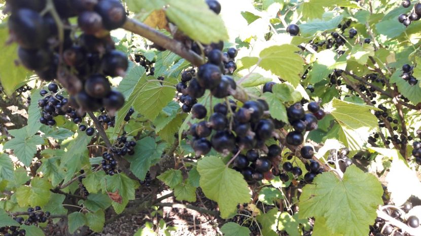  - Primavara 2017 flori si gradina