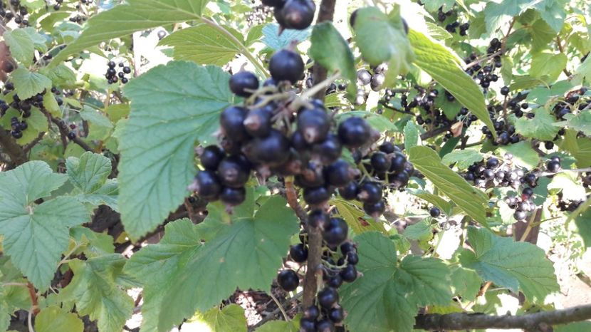  - Primavara 2017 flori si gradina