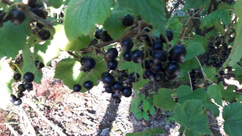  - Primavara 2017 flori si gradina