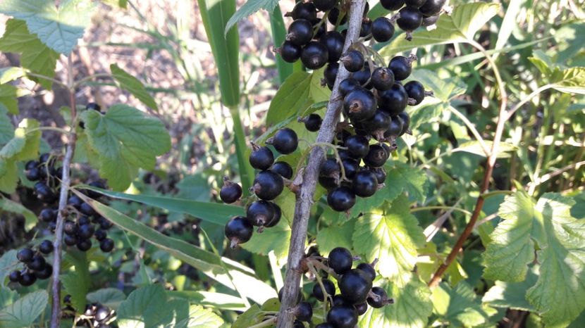  - Primavara 2017 flori si gradina