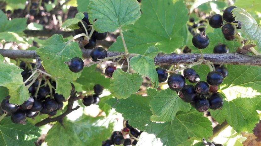  - Primavara 2017 flori si gradina