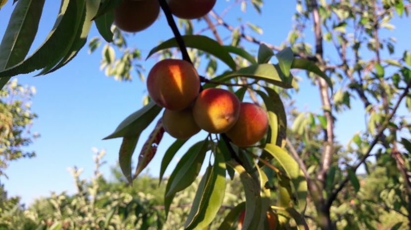  - Primavara 2017 flori si gradina