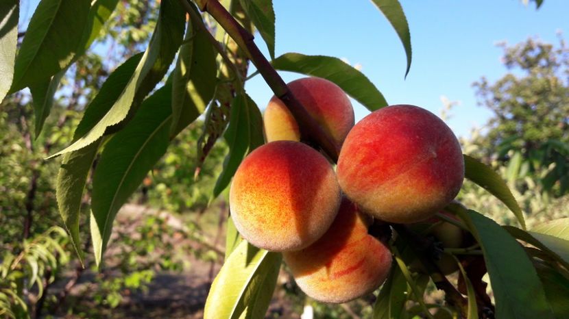  - Primavara 2017 flori si gradina