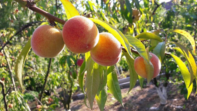  - Primavara 2017 flori si gradina