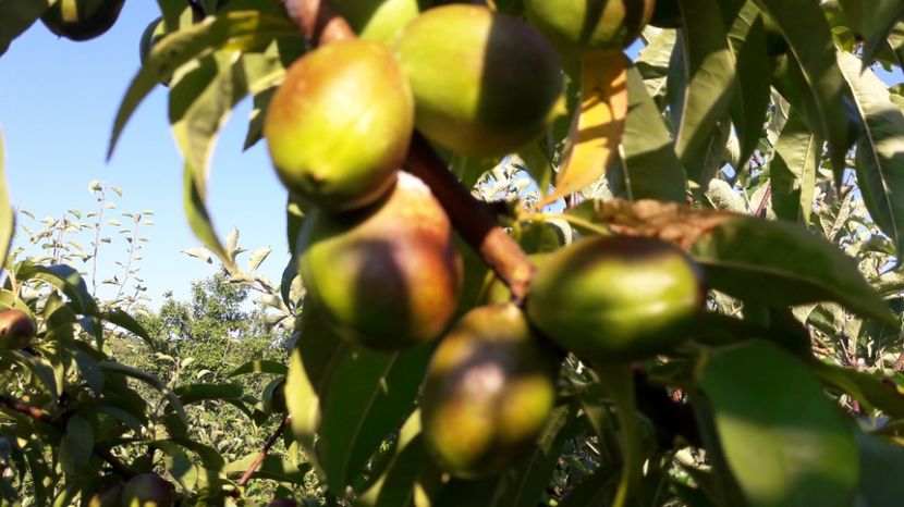  - Primavara 2017 flori si gradina