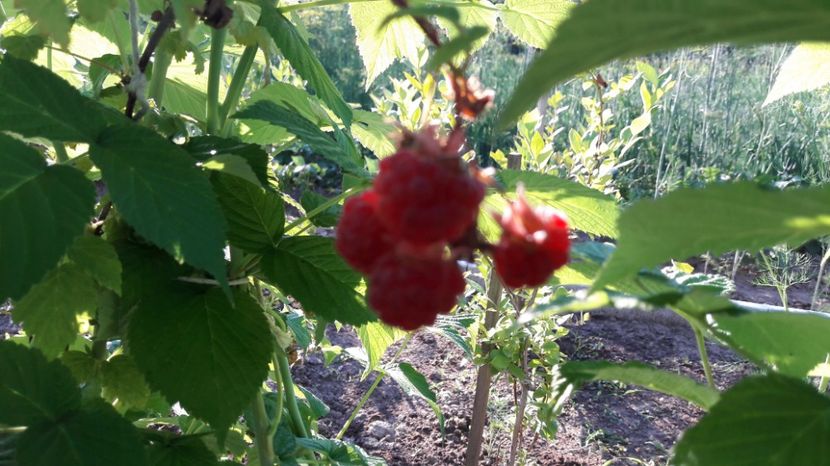  - Primavara 2017 flori si gradina