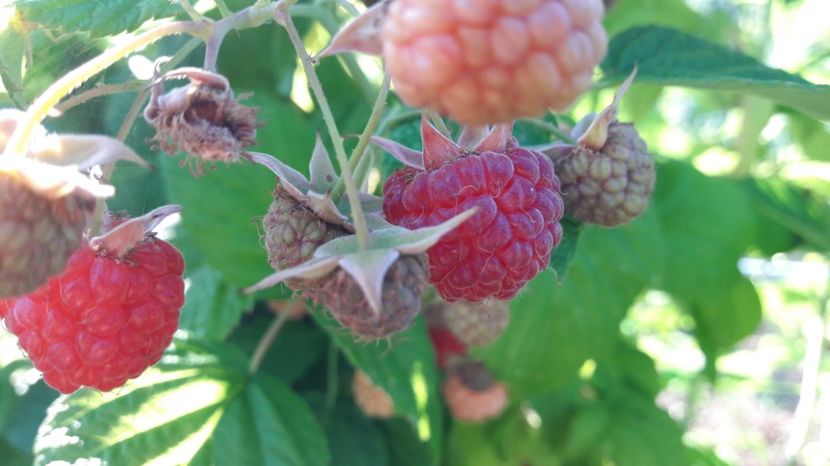  - Primavara 2017 flori si gradina