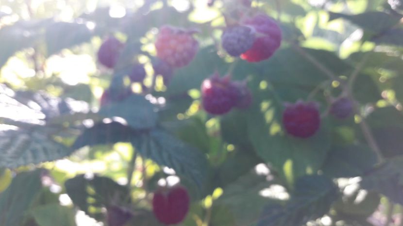  - Primavara 2017 flori si gradina